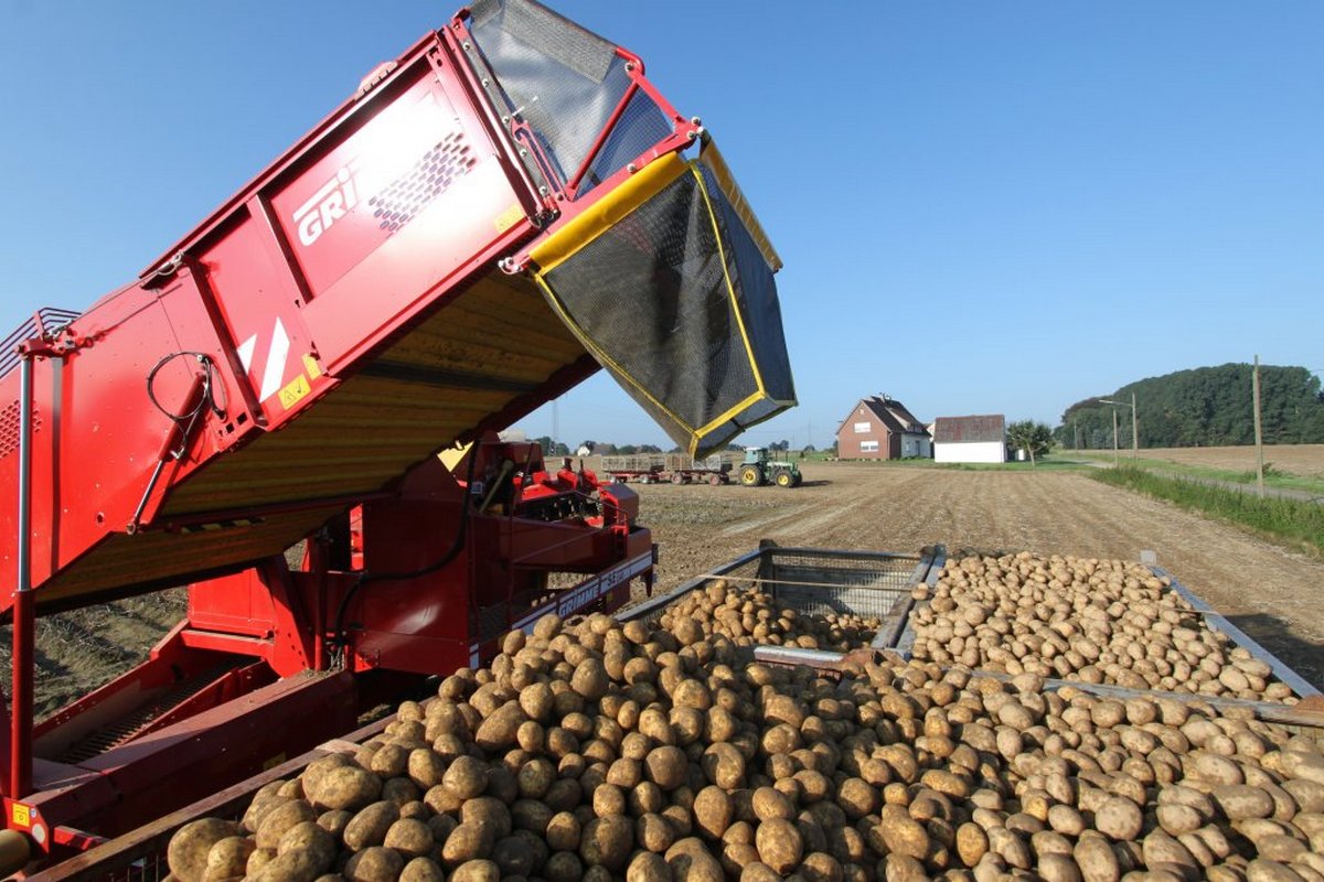 Сбор картофеля. Сбор картошки. Транспортер просеивающий изготовление. Валовый сбор картофеля