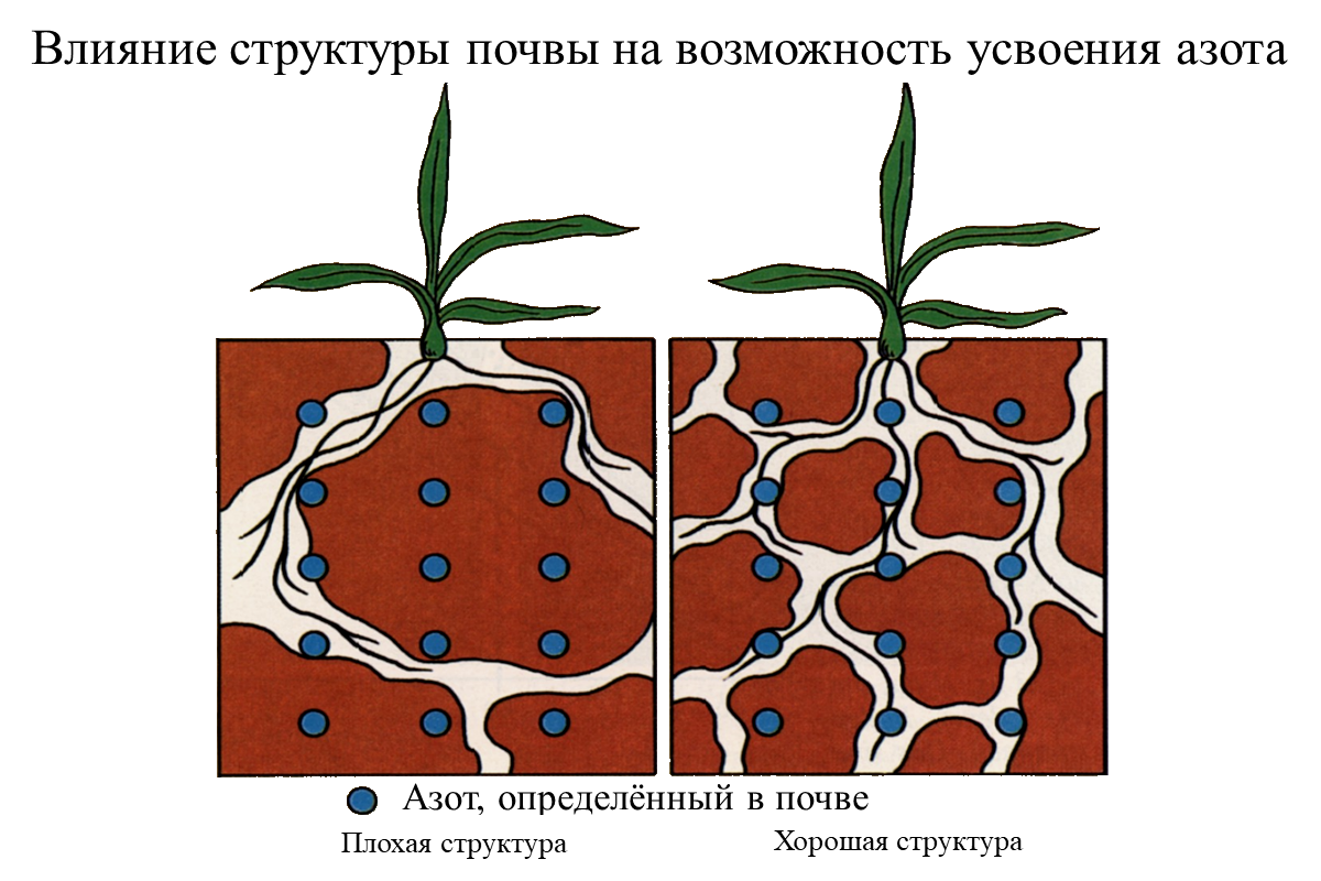 Влияние структуры почвы на возможность усвоения азота