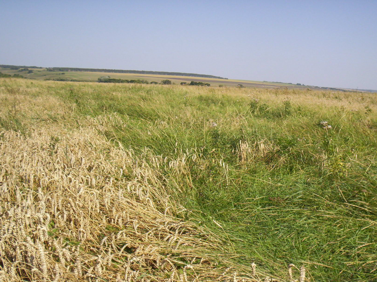 Средства защиты растений обработка пшеницы